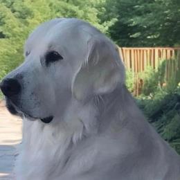 Howzit - Golden Retriever