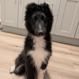 Mack - Black and white male Shetland Sheepdog puppy in Birdsboro, Pennsylvania from Alinost