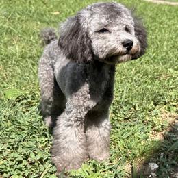 Ares (Champion Bloodline AKC) - Gray male Poodle puppy in Chattanooga, Tennessee from SoftPaw Kennels
