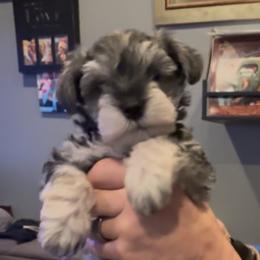 Hot Pink Holly - Salt and pepper female Miniature Schnauzer puppy in Mount Vernon, Washington from Skagit Valley Schnauzers