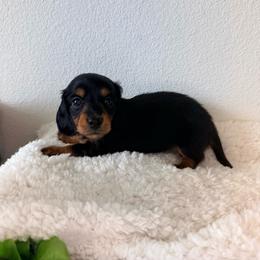 AKC Black and Tan Girl - 2,000 - Black and tan female Dachshund puppy in Fredericksburg, Texas from Goodman Dachshunds