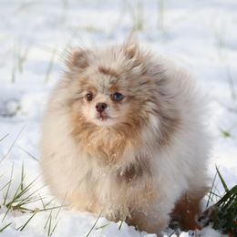 Gypsy - Pomeranian