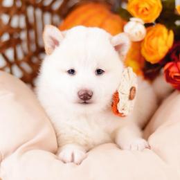Osami Cream Girl - Cream female Shiba Inu puppy in Neosho, Missouri from Sunny Terrace Shibas