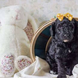 Poodle Puppies from Emerald Pines Standard Poodles
