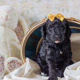 Poodle Puppies from Emerald Pines Standard Poodles