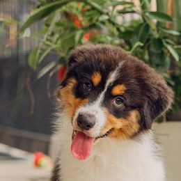 Australian Shepherds from Emerald Mists Australian Shepherds