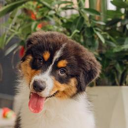 Australian Shepherds from Emerald Mists Australian Shepherds