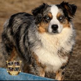 Frankie - Australian Shepherd