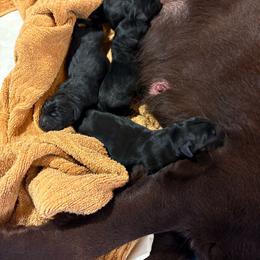 Girl 1 - Black female Labrador Retriever puppy in Davenport, New York from New England Premier English Labradors