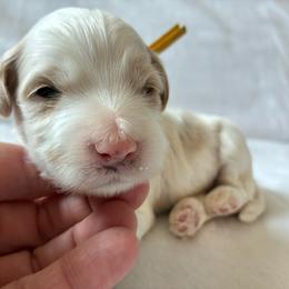 Happy - Brown and white male Cockapoo puppy in Adrian, Oregon from ApplebyFarm