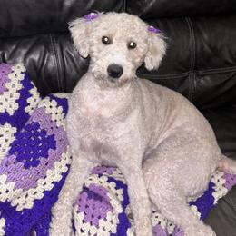 Billie - Labradoodle