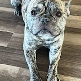 French Bulldogs from Papi Puppies
