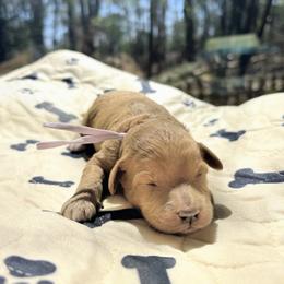 Galadriel - Red  female Goldendoodle puppy in Pittsburg, Texas from Grace Springs Goldendoodles
