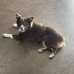 Stevie - Toy Australian Shepherd
