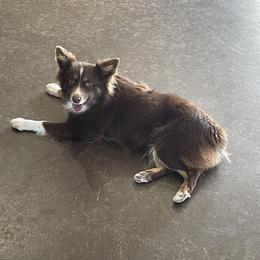 Stevie - Toy Australian Shepherd