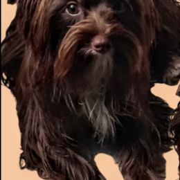 Hershey - Yorkshire Terrier