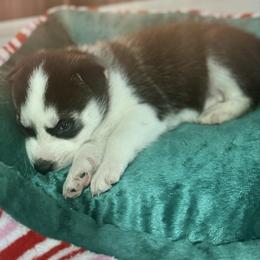 Flash - Black and white male Siberian Husky puppy in Tiverton, Rhode Island from Mount Hope Siberians