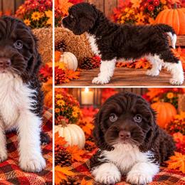 Patron - Brown and white male Cockapoo puppy in Holton, Indiana from MoonShine Babies / OZ
