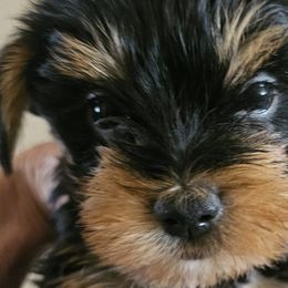 Yorkshire Terriers from All 4 Pets