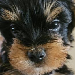 Yorkshire Terriers from All 4 Pets