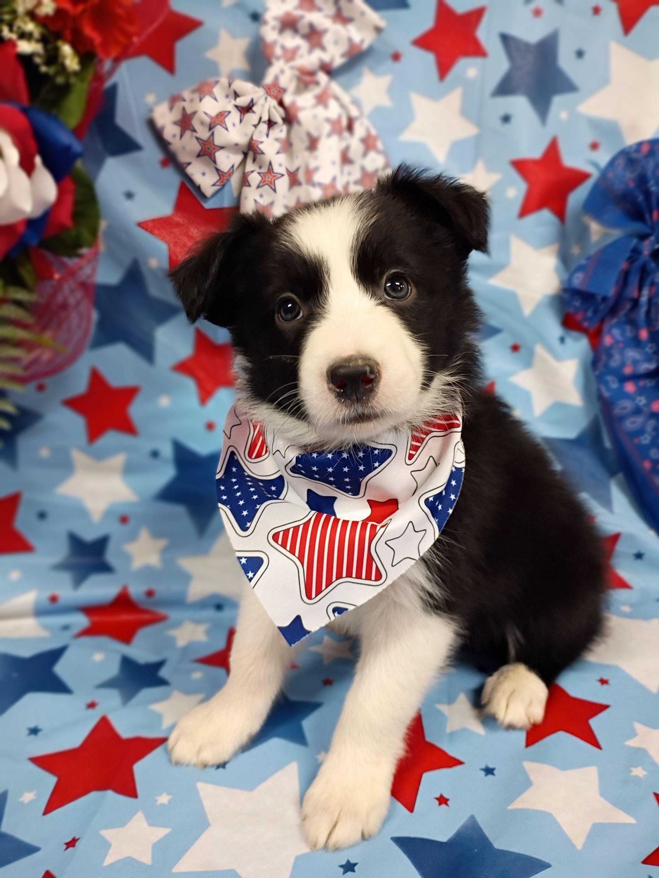 (Zola) Zola - Black and white female Border Collie puppy in Max, Nebraska from Stag Valley Homestead