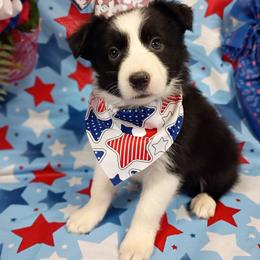 (Zola) Zola - Black and white female Border Collie puppy in Max, Nebraska from Stag Valley Homestead