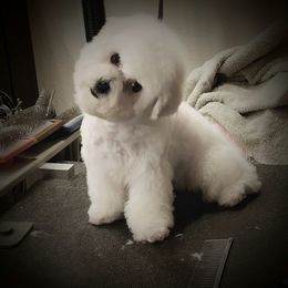 Girl 1 - White Bichon Frise puppy in Apple River, Illinois from Barb's Bichons Bichonfrise.ws
