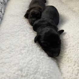 Dachshund Puppies from Cromwell Cogsworth Dachshunds of South West Michigan