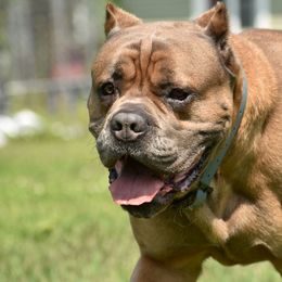 Malikai - Cane Corso
