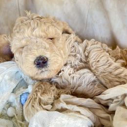 Goldendoodle and Poodle Puppies from Winchester Hills Poodles and Doodles