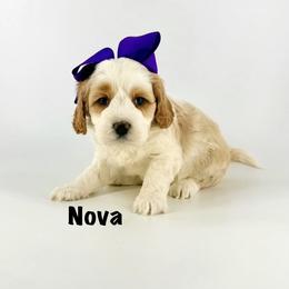 Monarch Nova - Apricot female Australian Labradoodle puppy in Mason, Michigan from Monarch Labradoodles