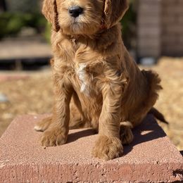 Goldendoodle Puppies from Willow Tree Goldendoodles