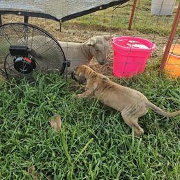 Yoseph - Brindle male Great Dane puppy in Jerusalem, Arkansas from Mara Danes