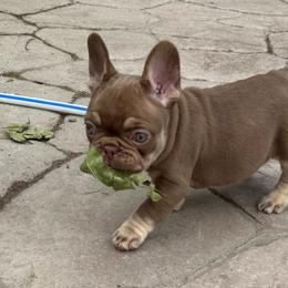 Butterscotch - Tricolors female French Bulldog puppy in Billings, Montana from Yellowstone Frenchies