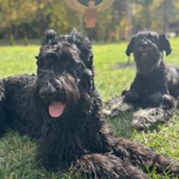 Giant Schnauzer puppies from Stratton House Kennels