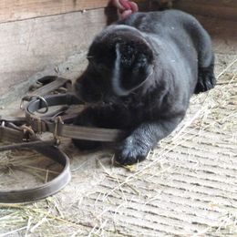 Labrador Retriever Puppies from Shadowfax Labradors