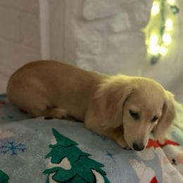 Girl 1 - Cream female Dachshund puppy in Pauls Valley, Oklahoma from Simply Happy Dachshunds