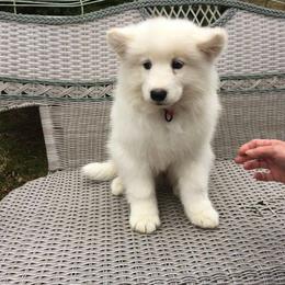 Samoyed Puppies from Chatanika Samoyeds