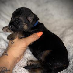 Blue Collar Male - Black and red male German Shepherd puppy in Louisville, Kentucky from Haus of Beautiful Chaos German Shepherds