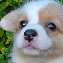 Cardigan Welsh Corgis from Victory Crown