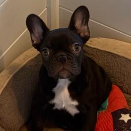 Hudson - Black male French Bulldog puppy in Porter, Texas from Whatabulldog