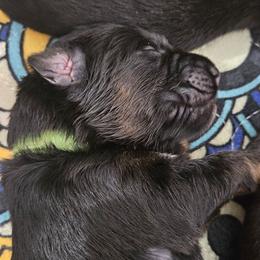 Green collar - Black and red male German Shepherd puppy in Newaygo, Michigan from Sterley Shepherds