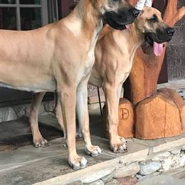 Great Dane All Grown Up from VZTop Danes