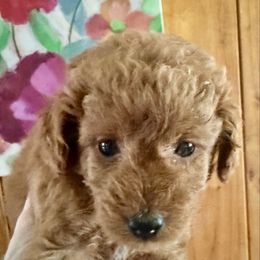 Waffles - Red  female Goldendoodle puppy in Danville, Virginia from Stella’s Stunning Goldendoodles of VA
