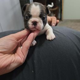 Blossom - Black brindle and white female Boston Terrier puppy in Billings, Missouri from Azaleas Euro Boxers & Boston Terriers