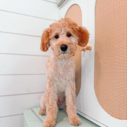 Stoick- Potty and Crate Trained - Apricot male Goldendoodle puppy in Layton, Utah from Gracious Doodle Dogs