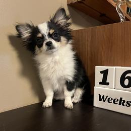 Chihuahua Puppies from Rossmoyne Chihuahuas