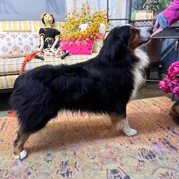 Axl - Australian Shepherd