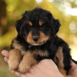 Sookie - Black tri-color female Aussiedoodle puppy in Orleans, Indiana from Mae Blossom Puppies