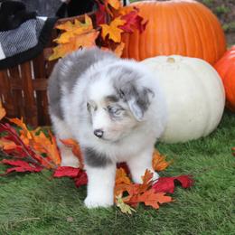 Australian Shepherd and Miniature Schnauzer Puppies from RM Aussies and Miniature Schnauzers